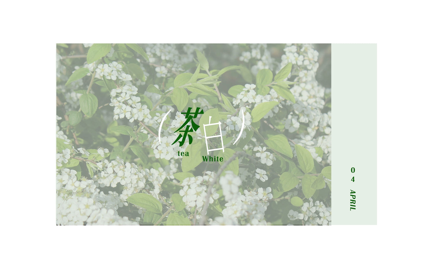 Moodtape【Tea White Camellia】Flower Landscap Original Design Washi/Pet Tape Stickers,for Scrapbook Supplies,Scrapbook Tape Stickers,Junk Journal Supplies